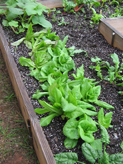 greens growing in a raised flower bed