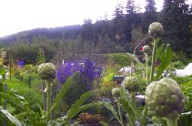artichokes