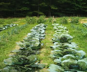 cabbage growing in a field
