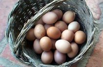 basket full of eggs
